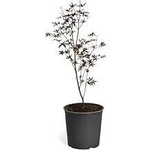 Brighter Blooms - Tamukeyama Japanese Maple Tree, 3-4 ft, No Shipping to AK, AZ, HI