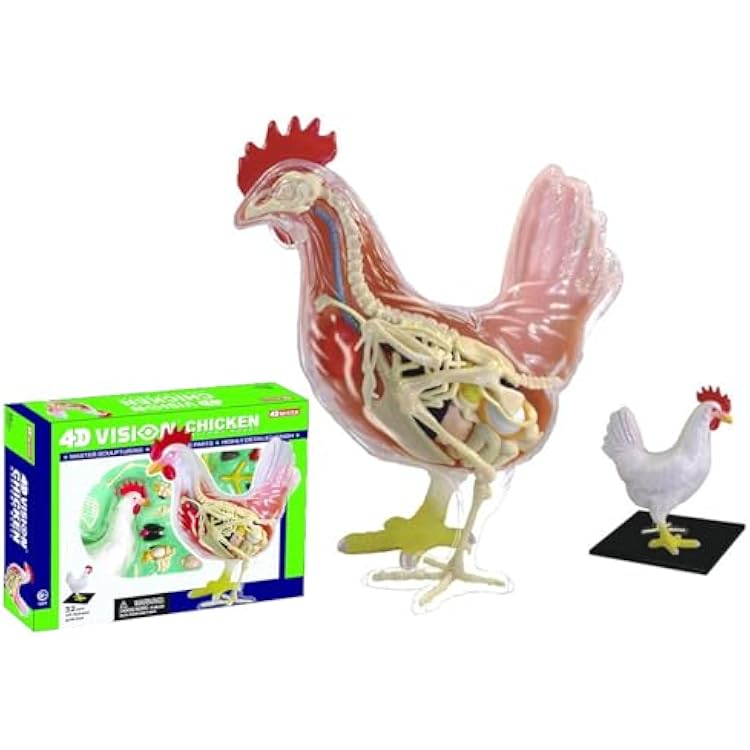 4D Vision Chicken Model,Chicken Skeleton & Anatomy Model Kit,Detachable 32 Parts Scientific Anatomical Animal Model,Chicken Model Intelligence Puzzle Assembly Toy Kit