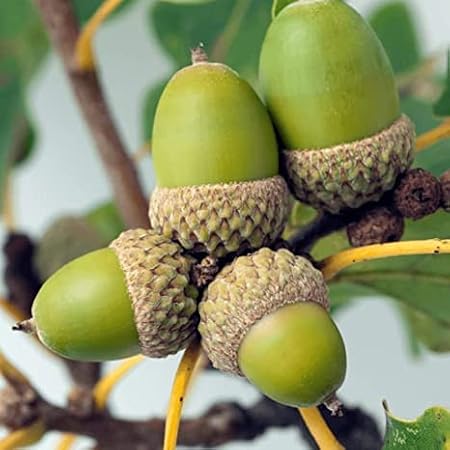 White Oak Tree Seeds for Planting | White Oak is Prized for Attractive Look and Wood (3 Seeds)