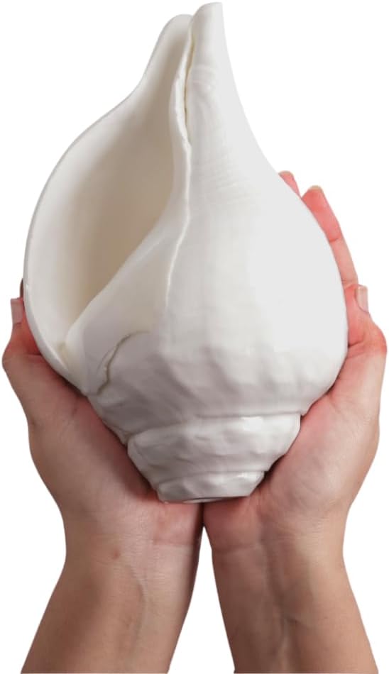 Natural Vishnu Shankh 15-16 from Indian Ocean | Massive Left Hand Conch Shell for Puja, Meditation & Vastu | Deep Vibrating Sound | Symbol of Wealth, Peace & Divine Energy