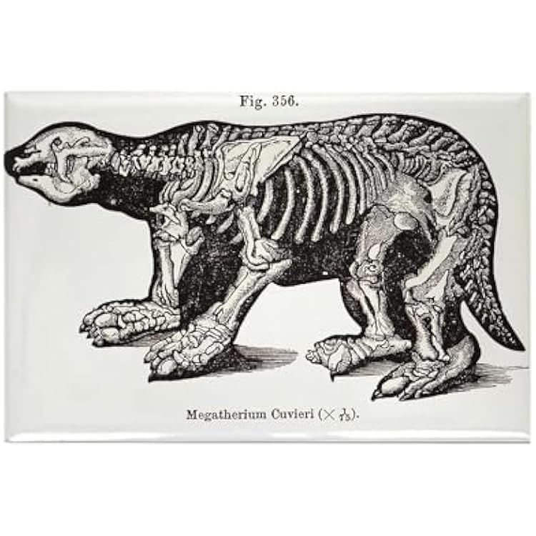 CafePress Megatherium Rectangle Magnet, 3x2 Refrigerator Magnet