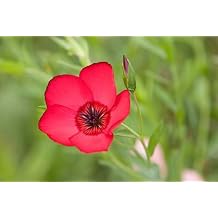 Flax Scarlet Nice Garden Flower Seeds by Seed Kingdom 500 Seeds