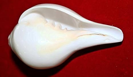 Blowing Conch Shell / Shankh "6 Inches"