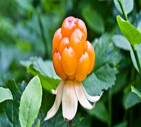 100pcs Orange Cloudberry Fruit Seeds