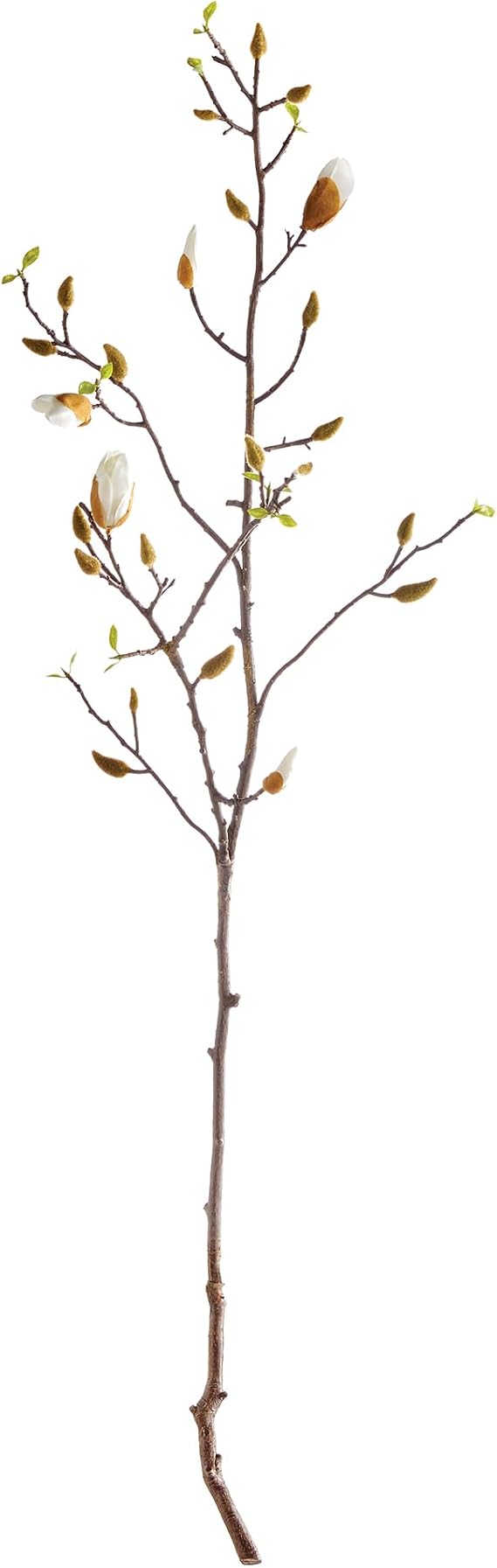Napa Home & Garden, Magnolia Budding Branch