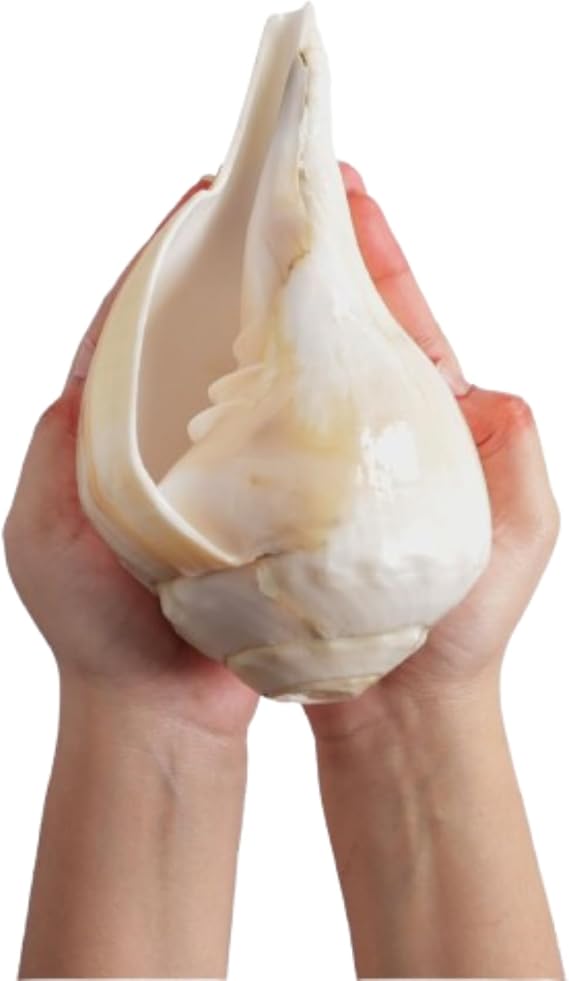 Natural Padam Shankh 13-14 from Indian Ocean | Large Left Hand Conch Shell for Puja, Meditation & Vastu | Deep Vibrating Sound | Symbol of Prosperity, Peace & Divine Energy
