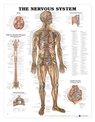 Nervous System Anatomical Chart