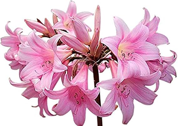 Naked Ladies Amaryllis Belladonna Bulbs 3 Bulbs for Planting, 1624" Tall Outdoor Plant Low-Maintenance