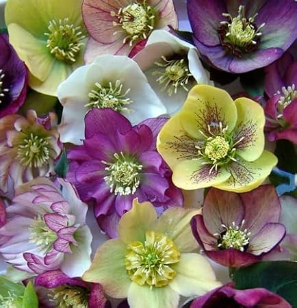 100 Pcs Mixed Helleborus Flower Seeds, Perennial Winter-Blooming Seeds for Planting, Hardy Shade-Loving Flowers for Gardens, Borders, Containers & Year-Round Decorative Landscaping