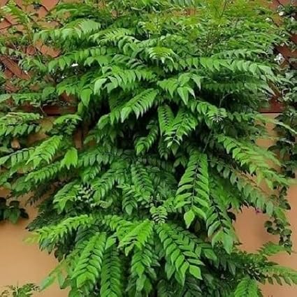 60pieces Green CurryLeaf Tree Seeds