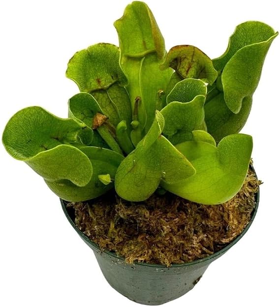 BubbleBlooms Jumbo Sweet Pitcher Plant, in a 3 Inch Pot, Carnivorous Plant, Sarracenia pitcherplant
