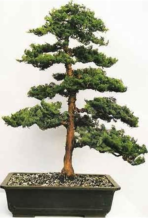 Dashing Look Hinoki Pine Bonsai Tree Seed-10 Pieces TH-2022dshnglkthm084