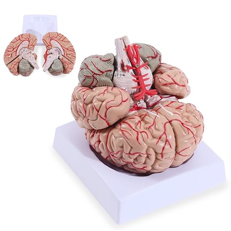 1:1 Human Brain Model, 9 Detachable Brain Function Divisions, Including Colored Nerves And Blood Vessels, for Neurovascular Anatomy Education And Learning Display