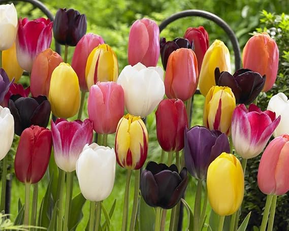 12 Mixed Color Beautiful Tulip Bulbs Bulb Starter Garden Collection Blooms Early to Late Spring