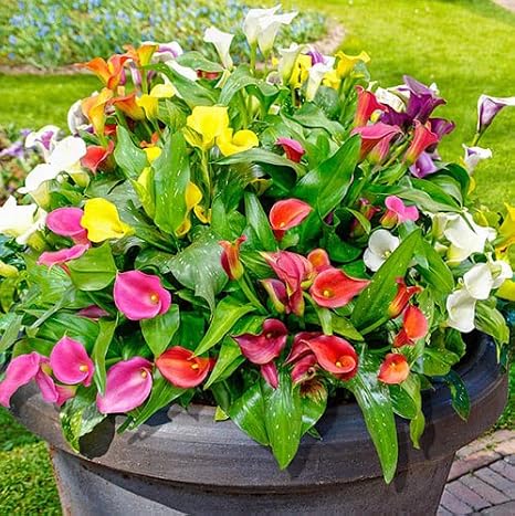 Votaniki Calla Lily Mix Bulbs - Perennial Lily, Versatile & Long-Lasting Addition to Garden | Calla Lily Mixture Bulbs for Planting - Easy to Grow (6 Pack)