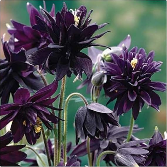 Aquilegia vulgaris VAR. stellata 'Black Barlow' X 3 Plug Plants Columbine Granny Bonnett