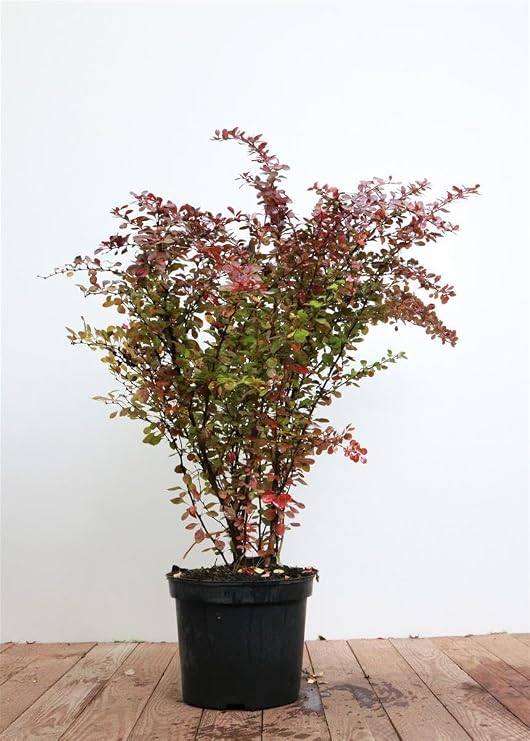 Berberis thunbergii 'Atropurpurea' 60-80 cm - Bloodberberry Purple Leaves Ideal for Hedges Easy Care Hardy Bee-Friendly