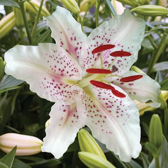 Muscadet Oriental Lily Flower Bulbs Jumbo Pack - 10 Bulbs Per Pack - Huge Fragrant Blooms up to 36" Tall - Attracts Butterflies - Good as Cut Flowers - Grows Well in Containers