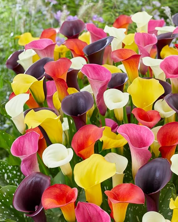 Calla Lily Bulbs for Planting (12 Bulbs) - Mixed Color - Big Healthy Bulbs for Growing
