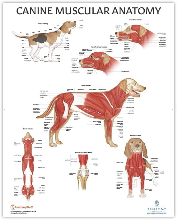 Anatomy Lab Canine Muscular Anatomy Poster, 17.3 x 22.5 Inches