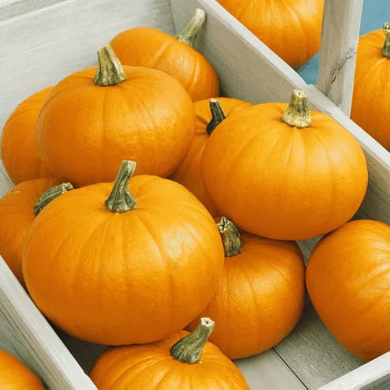 75 Pumpkin Seeds - Sugar Pie - Heirloom - Non-GMO - Excellent Yields