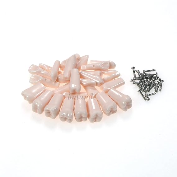 Dental Typodont Model Kilgore Nissin 500 Type Removable 28Pcs Teeth Screw-in Teeth Model Metal bracket (M8024: 28 Pcs Spare Restorative Teeth)