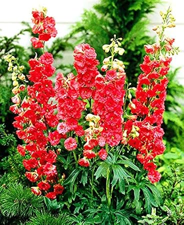 Seeds Red Lark Larkspur Giant Delphinium Annual Flowers