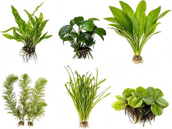Assorted Mixed Plant Bundle