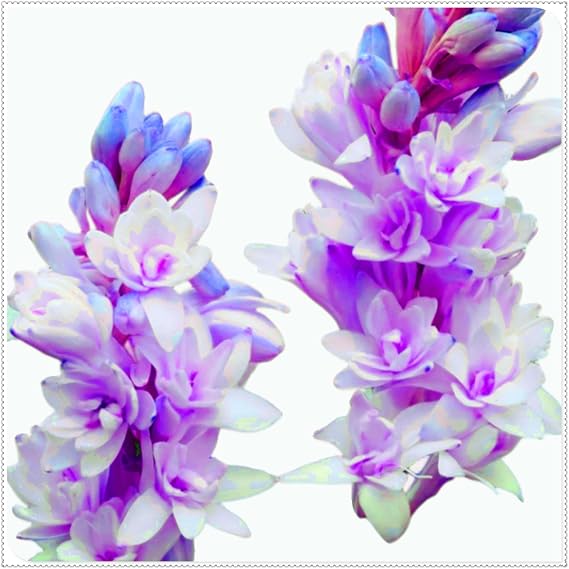 Brilliant Tuberose Bulbs, Hardy Perennial Bulbs, Stunning Garden Displays, Professionally Grown-4 Bulbs-E