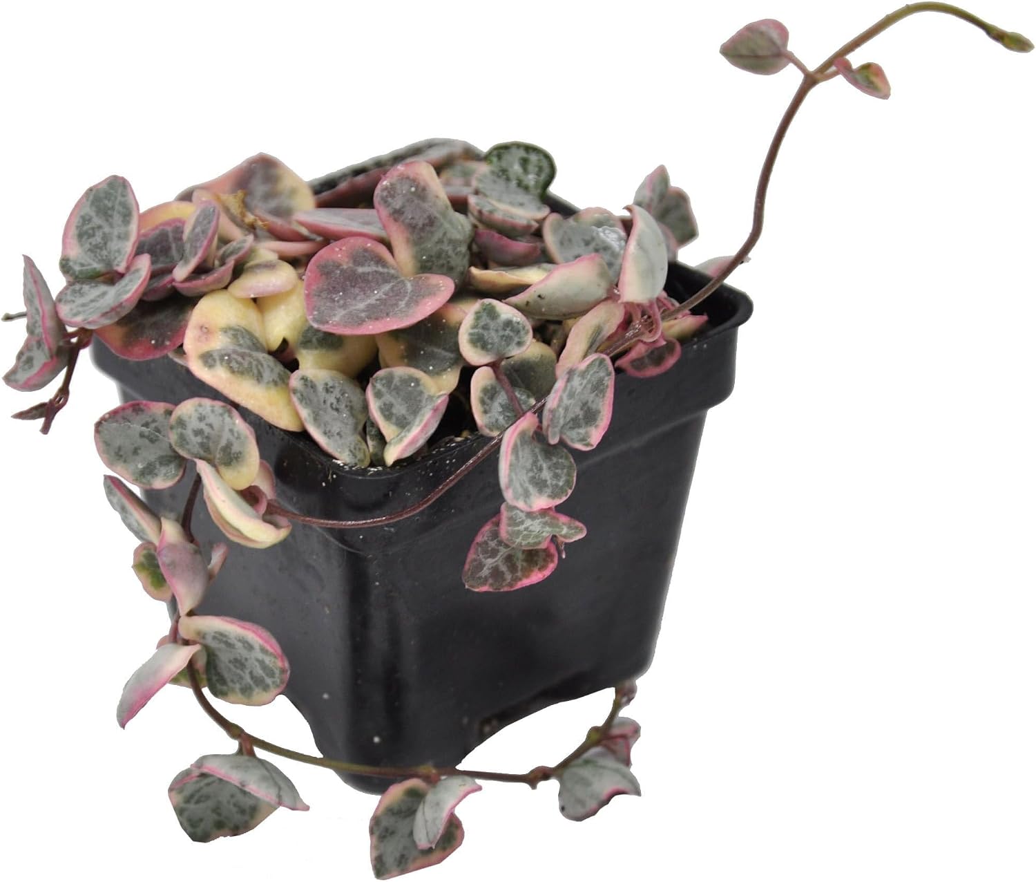 Ceropegia Woodii X, String of Hearts Variegated, Variegated Rosary Vine, Houseplant, Semi-Succulent Vine Live Plant, ContainerSize: 3 2.6x2.6
