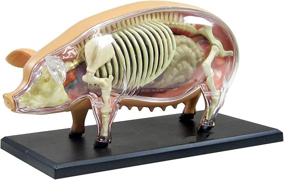 Study Model Animal Anatomy Model - Pig Anatomical Model - Detachable 19 Organs Body Parts Medical Animal Model - Plastic Material Medical Teaching Model