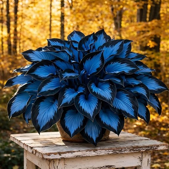 180+ Hosta Flower Seeds - Non-GMO Heirloom Perennial Plants, Perfect for Shaded Gardens, Borders, Pots & Ground Cover, Low Maintenance and Long-Lasting Bloom