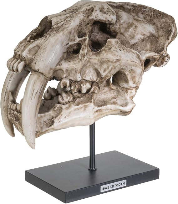SUMMIT COLLECTION Polystone Resin Sabertooth Tiger Skull Replica Model On Stand with Name Plaque Home Decor Interior Design Sculpture 12.5 Inches Wide