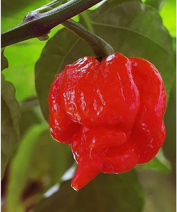 Trinidad Scorpion Butch T HOT Pepper Seeds (40 Seed Pack)