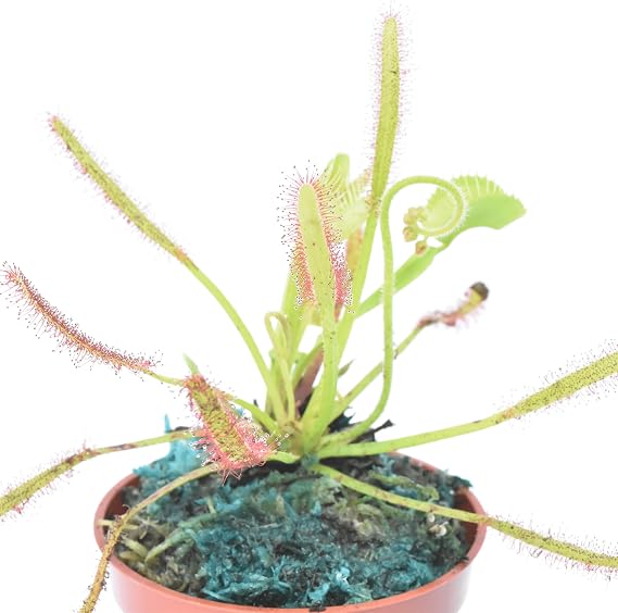 Starter Venus Flytrap Sundew Capensis Combo- Space King- Mars Venus Flytraps