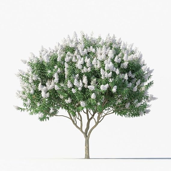 White Crape Myrtle Tree Upright Ornamental with Pure White Summer Flowers | Hardy Sun-Loving Landscape Accent Plant (3 Gallon/Potted/Set of 2 Plants)