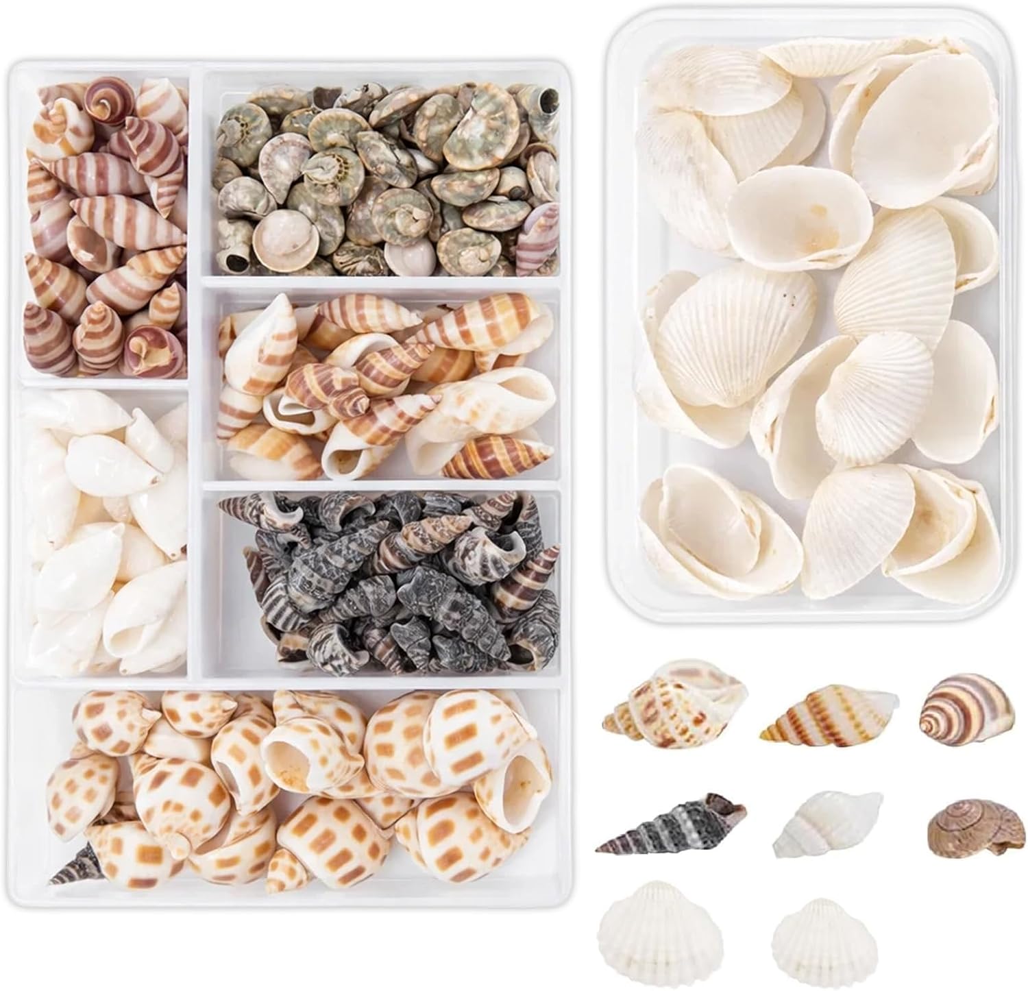 130 Pieces Shells Collection, Mixed Sea Shells and White Shells for Crafting Projects, Natural Cowrie Shells and Hermit Crab Shells with Shell Beads, Assorted Sizes 18 * 10 cm