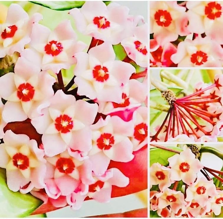 Hoya Pink, 1,5 Metre, Kokulu Mum Çiçeği Bitkisi, Koleksiyon Serisi