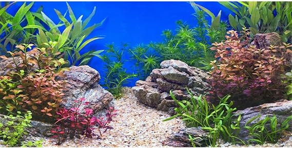 AWERT 48x24 in Aquatic Plant Fish Tank Background Stone Aquarium Backdrop | River Bed & Lake Vinyl Terrarium Background