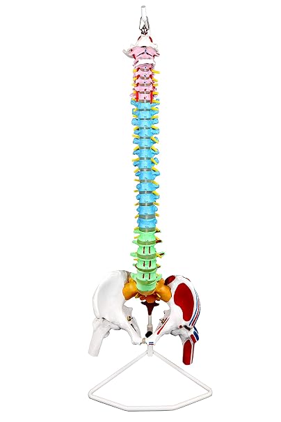 VAV245 Flexible Spinal Column | 5 Color-Coded | Muscle W Occipital Bone | Sacrum, Coccyx, 24 Vertebrae, Soft Disc | Pelvic Bones & Femur Heads, Arteries, Nerve Endings | W Manual