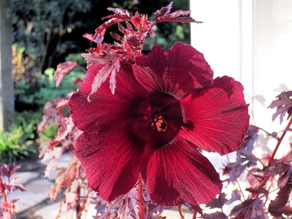 Mahogany Splendor Tropical Hibiscus - 5 Seeds , Like RED Japanese Maple