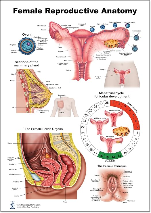 Blue Tree Publishing Female Reproductive Anatomy Poster