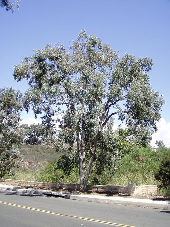 Eucalyptus polyanthemos-Silver Dollar Eucalyptus Tree 10+ Seeds