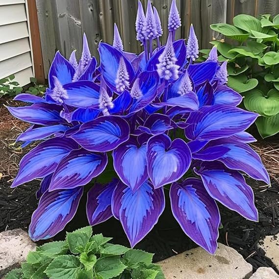 Perennial,Brilliant Hosta Bulbs Bulk,Professional Planting for Stunning Garden Displays-8 Bulbs-A