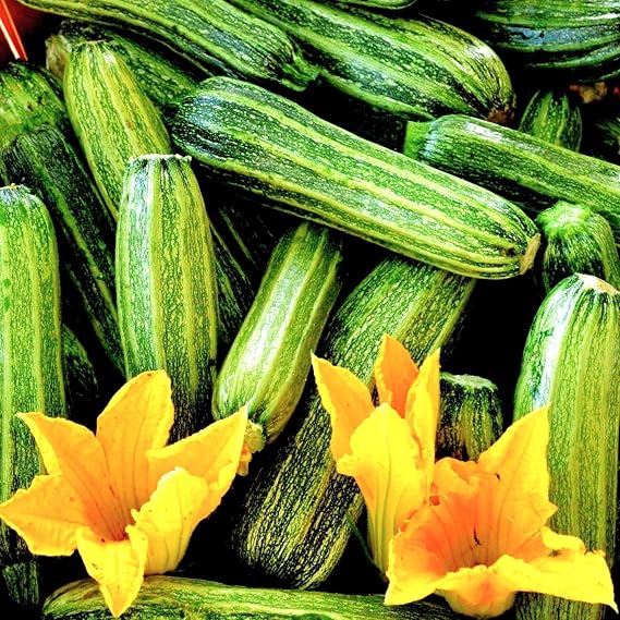 TomorrowSeeds - Costata Romanesco Zucchini Seeds - 20+ Count - for 2026 Planting Ribbed Italian Striped Roman Summer Squash Heirloom Courgette Garden Vegetable Grow Your Own Home Farm Patio Healthy