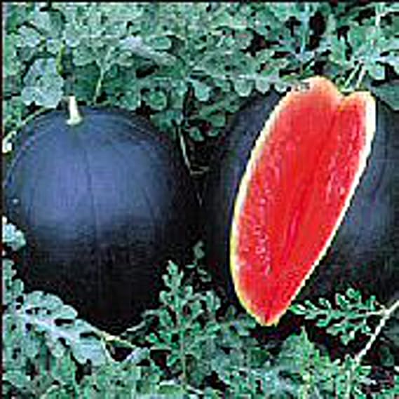 Blacktail Mountain Watermelons Seeds (((50 Seed Packet))) (More Heirloom, Non GMO, Vegetable, Fruit, Herb, Flower Garden Seeds at Seed King Express)
