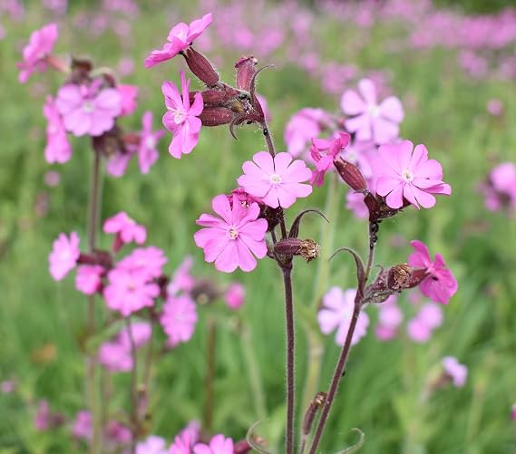 Red Campion Seed - UK Native Shade Tolerant Meadow Wildflower - 3g (Approx. 3000 Seeds) - for Spring or Autumn Sowing