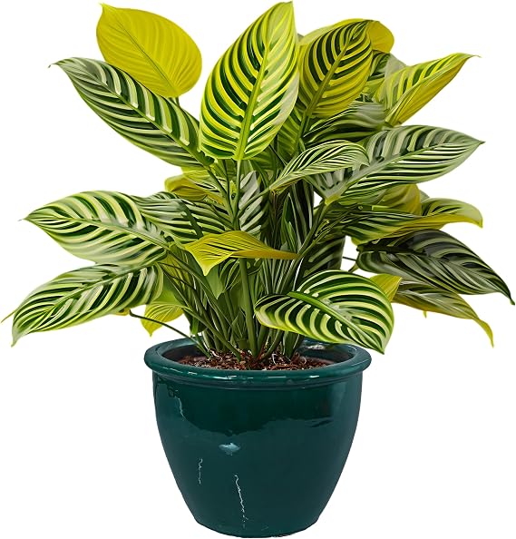 Sunnydaze Chalet 14.5" Ceramic Plant Pot, Dark Green Glaze, 2pk | 3.75-Gallon Capacity, Large Round Outdoor Glazed Ceramic Planter, Drainage Hole, Kiln-Fired Hand-Painted Glazed Finish