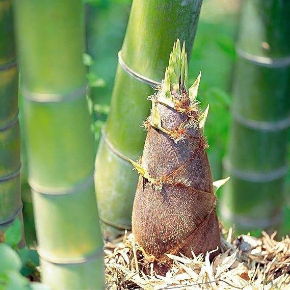 YEGAOL Garden Moso Bamboo Seeds 60Pcs Organic Non-GMO Evergreen Ornamental Fast Growing Tall Backyard Plant
