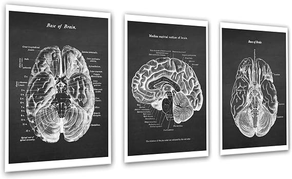 Gnosis Picture Archive Neuroscience Art set of 3 unframed Prints of Human Brain Anatomy Art